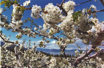 East Kelowna orchard