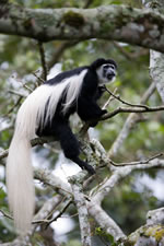 Colobus Monkey