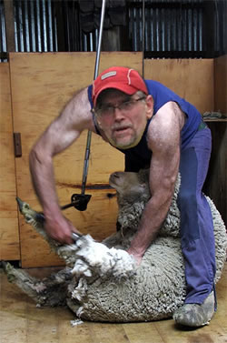 Shearing sheep is physically demanding... allot like running.